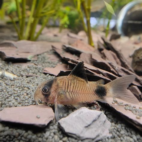 Fish Focus: Panda Garra – First Time Fish Keeper.